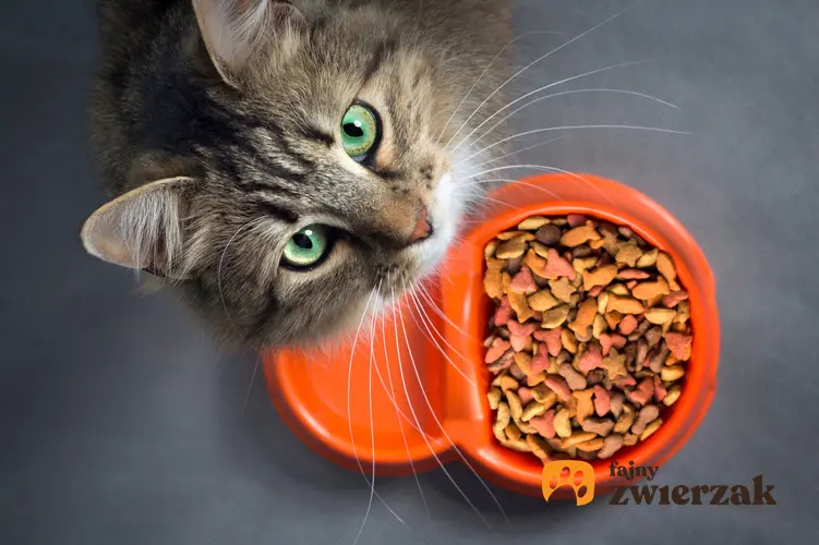 Kot nad pomarańczową miską z jedzeniem z plastiku, a także polecane miski dla kota