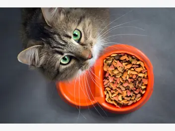 Ilustracja artykułu top 8 miski dla kota – wybierz najlepszą miskę dla pupila