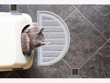 Ilustracja artykułu jak działa kuweta samoczyszcząca? wady i zalety nowoczesnej kociej toalety