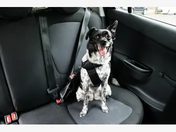 Ilustracja artykułu jak dobrać szelki dla psa do samochodu? 3 najlepsze modele