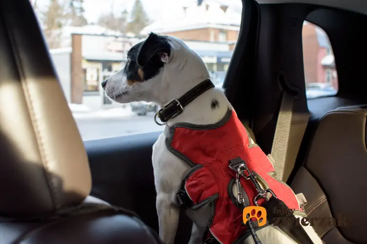 Pies w szelkach siedzący w samochodzie oraz jak wybrać szelki dla psa do samochodu