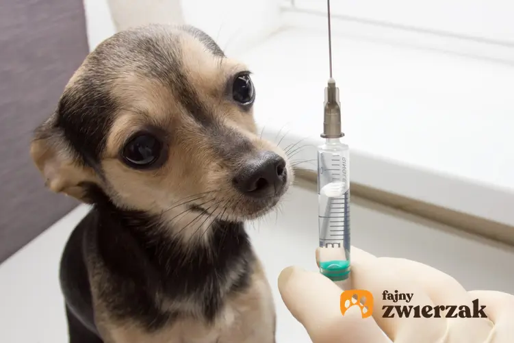 Pies u weterynasza oraz pełna strzykawka, a także informacje, jaki jest cennik szczepień psa