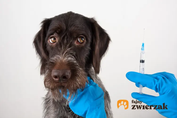 Pies u weterynarza przed szczepieniem, a także szacowany cennik szczepień psa