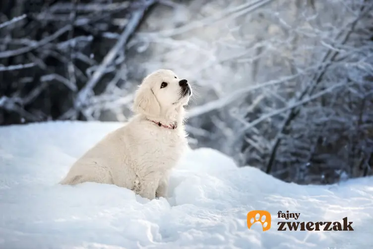 Mały biały golden retriever siedzący w śniegu oraz jego usposobienie i charakter
