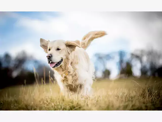 Biały Golden Retriever: Info i Tresura