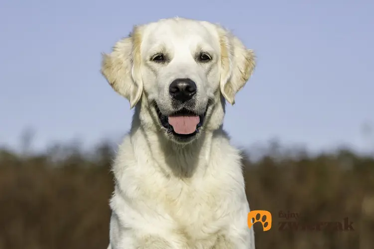Czarny golden retriever czy biały, czyli informacje na temat umaszczenia psów tej rasy