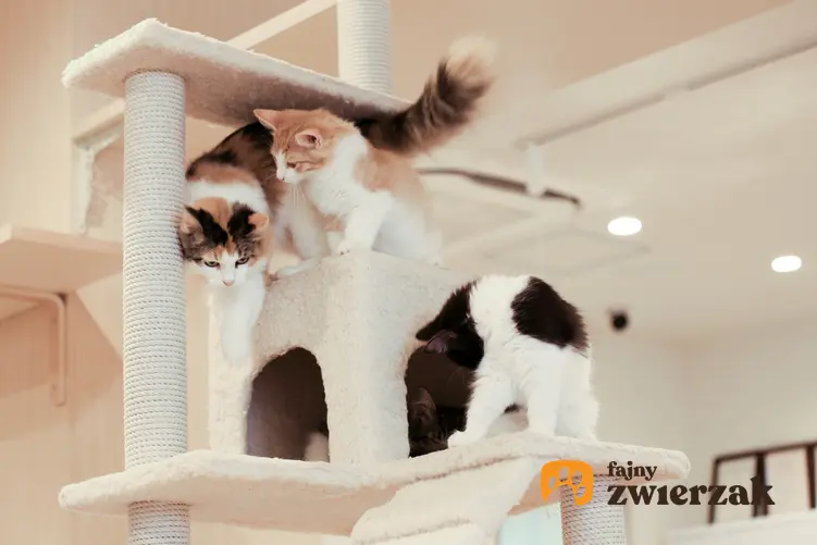 Koty bawiące się na drapaku z domkiem, czyli polecany domek dla kota