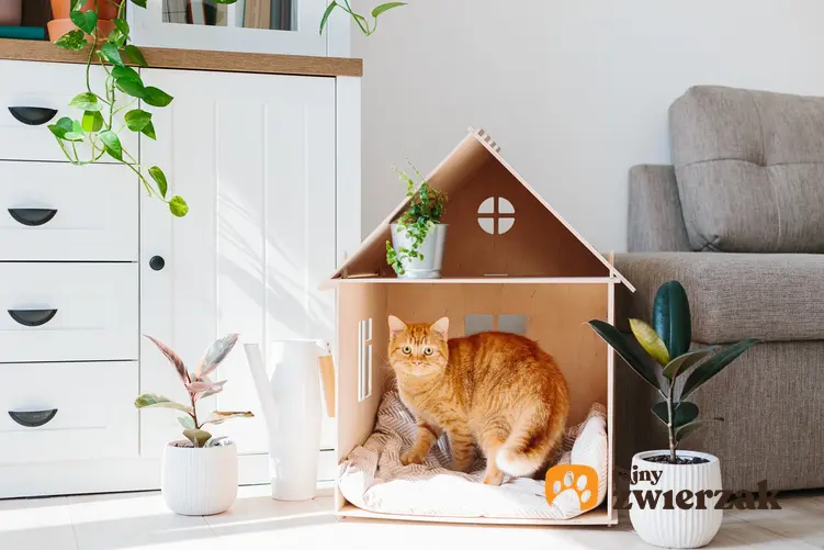 Rudy kot siedzący w drewnianym domku dla kota oraz inny polecany domek dla kota