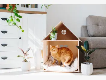 Ilustracja artykułu domek dla kota – rodzaje, ceny, opinie, wybrane modele