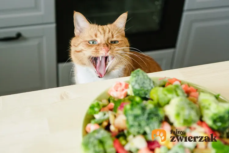 Maiuczący kot przed talerzem pełnym warzyw oraz jak odchudzić kota domowym sposobem