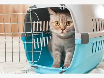 Ilustracja artykułu jak wybrać transporter dla kota? top 5 klatek do przewożenia kotów