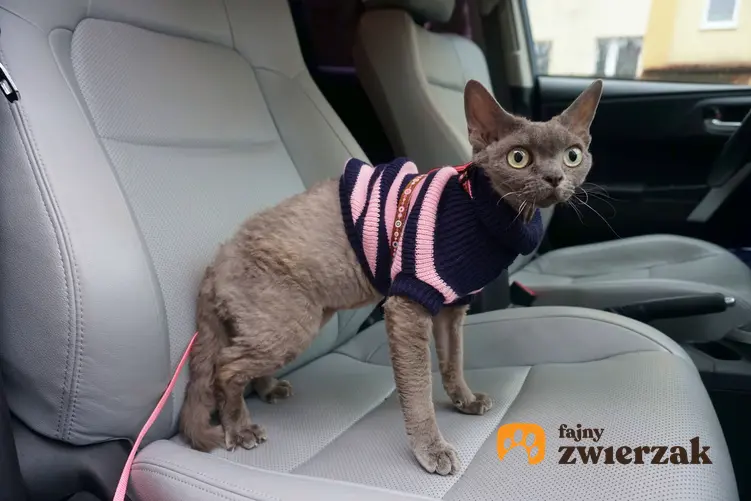Kot w szelkach siedzący na siedzeniu w samochodzie oraz polecane szelki dla kota