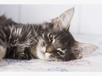 Ilustracja artykułu zatwardzenie u kota – objawy, rozpoznanie, przyczyny, leczenie