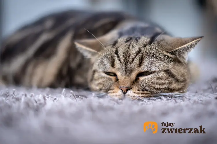 Kot śpiący na podłodze oraz objawy zaparcia u kota i jego leczenie
