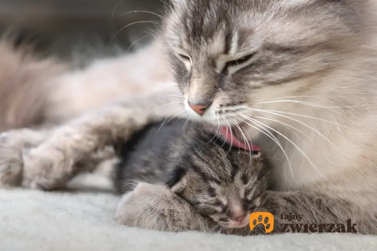 Kotka z małym kotkiem po porodzie, a także poród kota krok po kroku