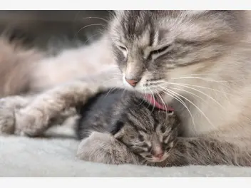 Ilustracja artykułu poród kota krok po kroku – jak przebiega kocenie się kotki