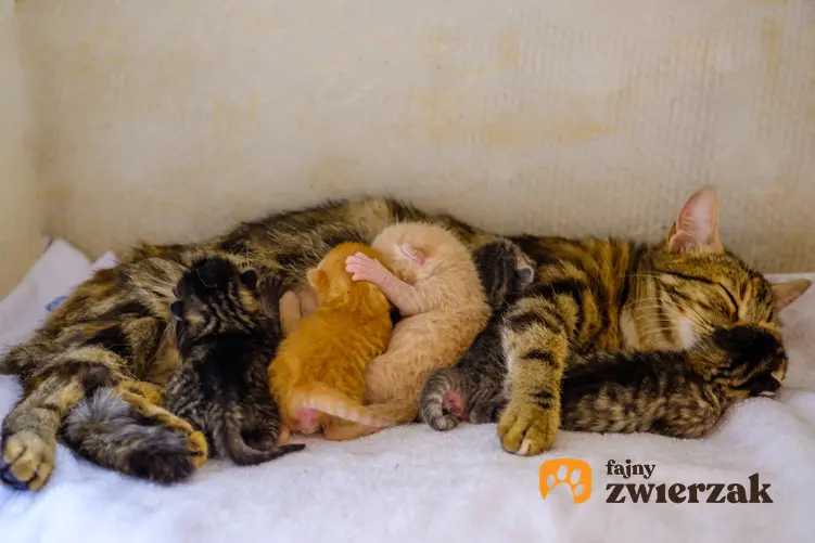 Kotka z małymi kotkami po porodzie oraz jak przebiega poród kota
