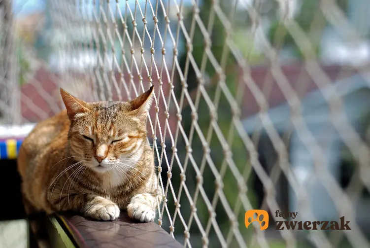 Kot siedzący na balkonie za siatką, a także siatka na balkon dla kota