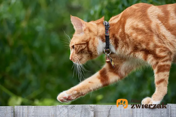 Rudy kot z obrożą podczas spaceru, a także obroża dla kota czy szelki dla kota