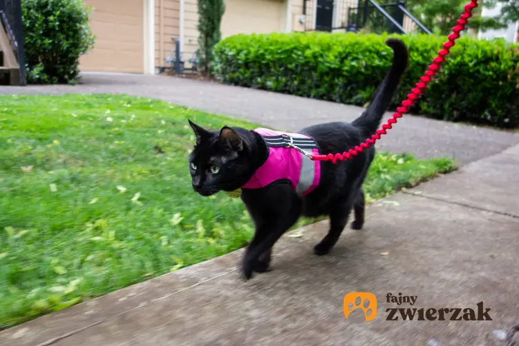 Rudy kot w szelkach podczas spaceru, a także obroża dla kota czy szelki dla kota