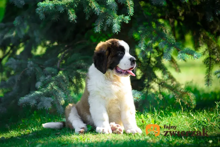 Mały pies bernardyn na tle trawy i drzew oraz czarny bernardyn i co warto wiedzieć