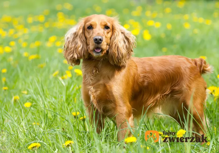 Pies rasy cocker spaniel na tle trawy i kwiatów oraz hodowla cocker spanieli