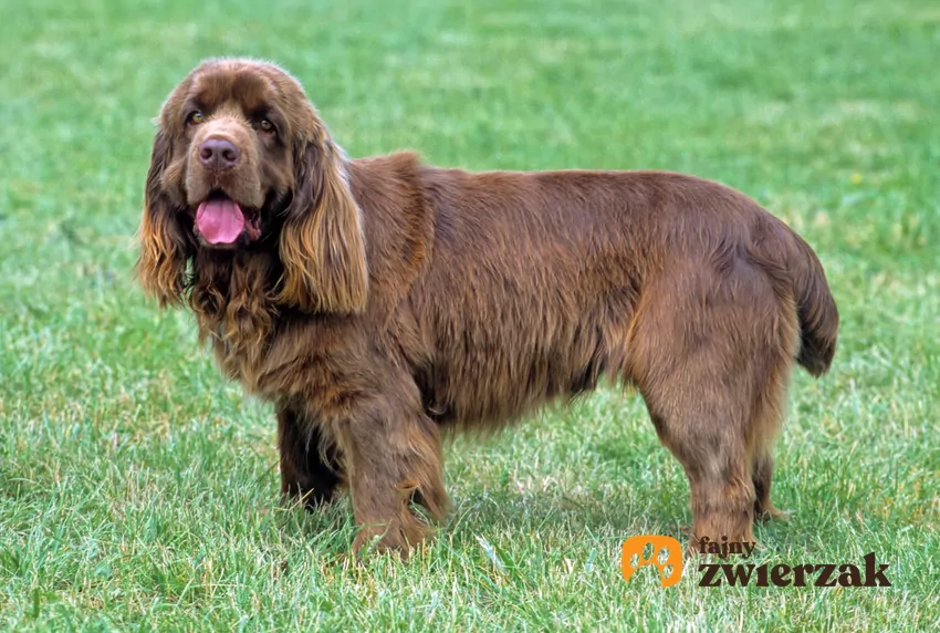 Sussex spaniel na trawniku