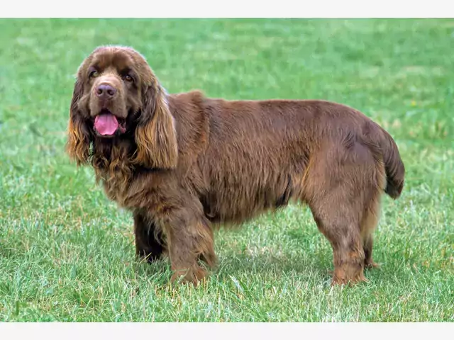 Sussex Spaniel: opis, wymagania, charakter