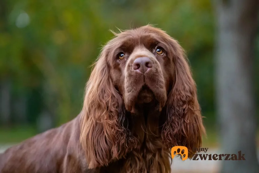 Sussex spaniel spacer na świeżym powietrzu