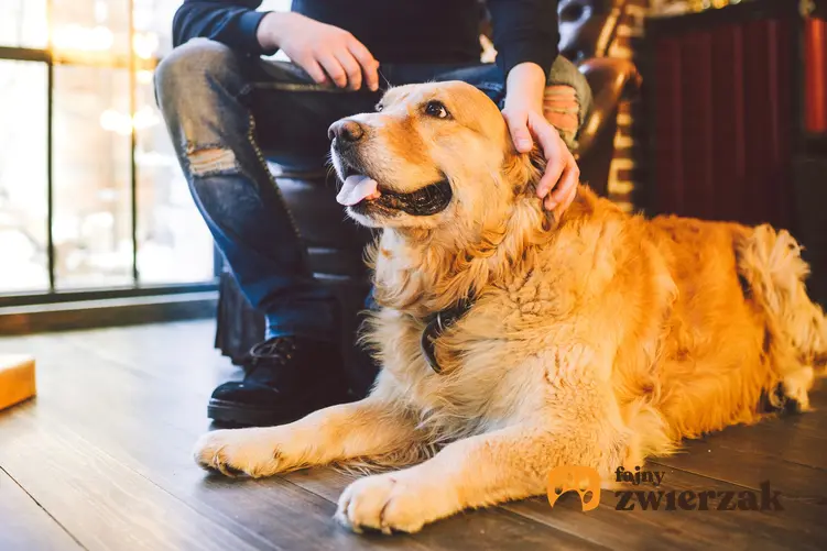 Biszkoptowy długowłosy labrador retriever siedzący na podłodze oraz jego pielęgnacja