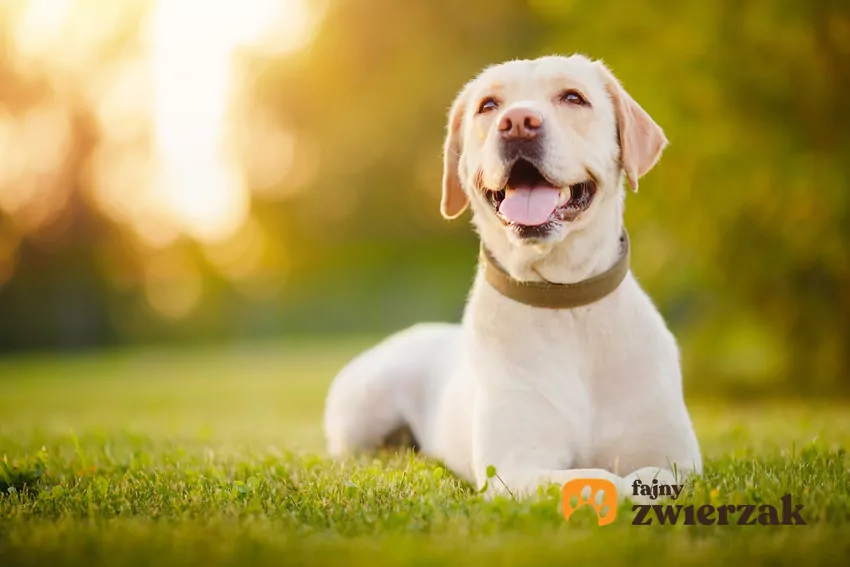 Biały labrador na zielonej trawie