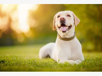 Ilustracja artykułu ile żyją labradory? sprawdź, jak długo żyje popularny pies rodzinny