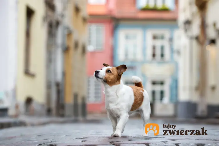 Pies rasy jack russell terrier podczas spaceru w mieście, a także cena jack russell terriera