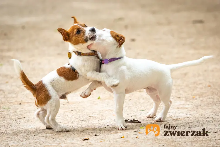 Dwa bawiące się psy rasy jack russell terrier oraz najlepsza hodowla jack russell terriera