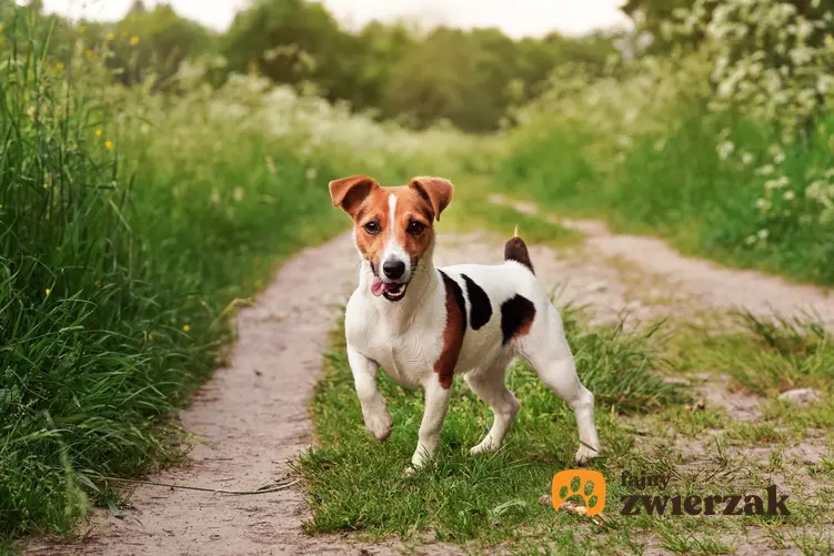 Pies rasy jack russell terrier podczas spaceru, a także hodowla jack russell terriera