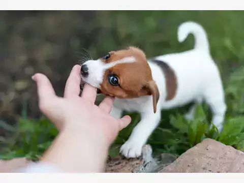 Jack Russell Terrier - opieka i ceny