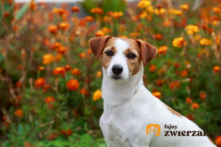 Jack Russell terrier wśród kwiatów