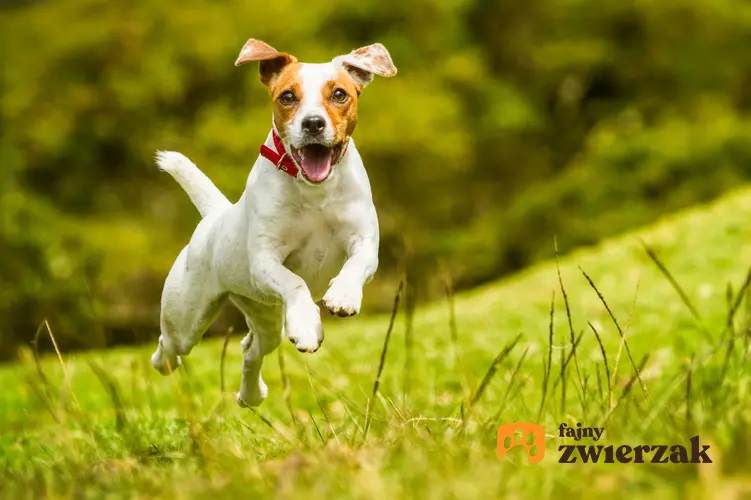 Pies rasy jack russell terrier podskakujący podczas spaceru, a także usposobienie jack russell terriera
