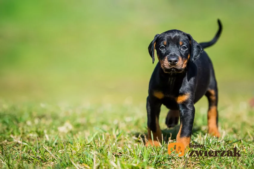 Szczeniak dobermana na trawniku