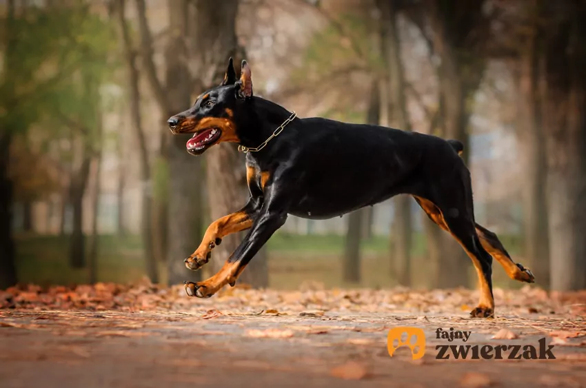 Doberman spacerujący po parku