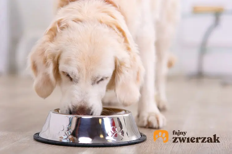 Pies jedzący karmę z miski oraz jak karmić psa i czym karmić dużego psa