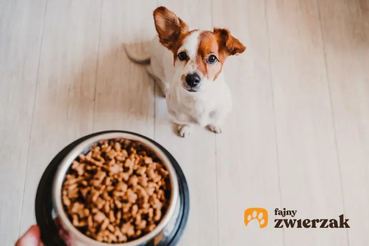 Pies siedzący na podłodze przed miską z jedzeniem, a także porady, jak karmić psa