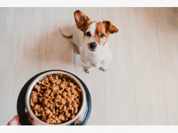 Ilustracja artykułu jak karmić psa? 10 porad prawidłowego żywienia