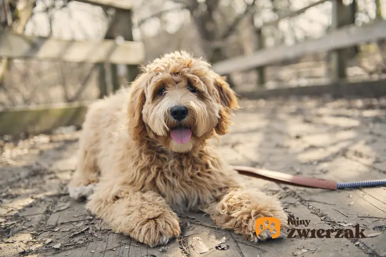 Pies rasy australian labradoodle siedzący w parku oraz cena labradoodle w Polsce