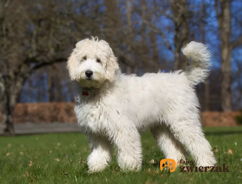 Australian labradoodle na spacerze