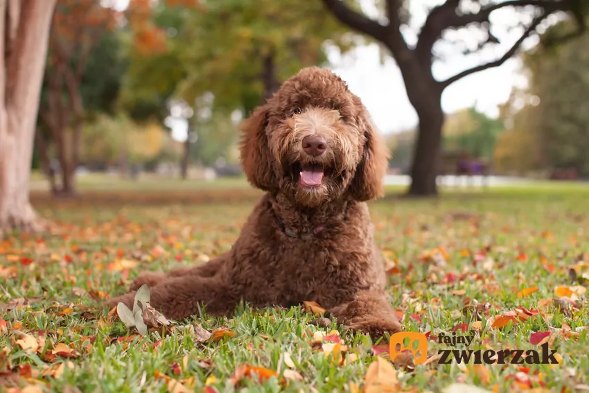 Labradoodle w parku na spacerze