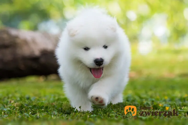 Pies rasy samoyed na trawniku podczas spaceru, a także cena samojeda z rodowodem