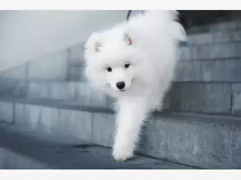 Najlepsze hodowle samoyeda w Polsce