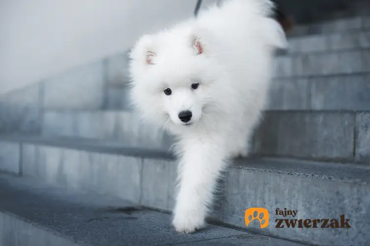 Pies samojed schodzący po szarych schodach, a także najlepsze hodowle psów samoyedów w Polsce