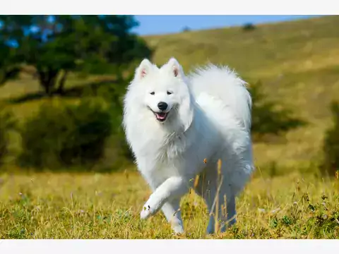 Charakter samoyeda - usposobienie psa północy